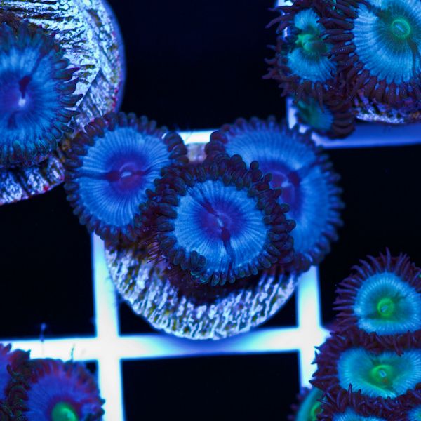 Halloween Vice Zoa #6