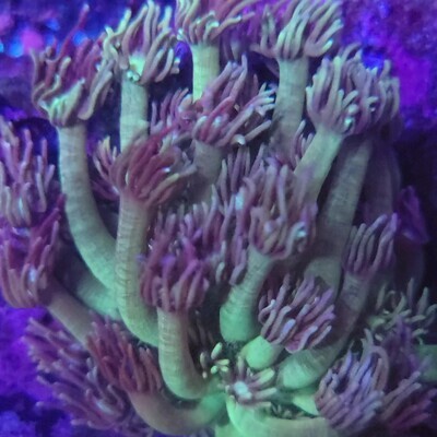 OER Purple Mist Goni Colony