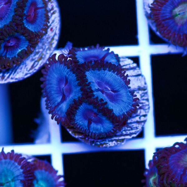 Halloween Vice Zoa #53