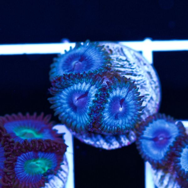 Halloween Vice Zoa #46