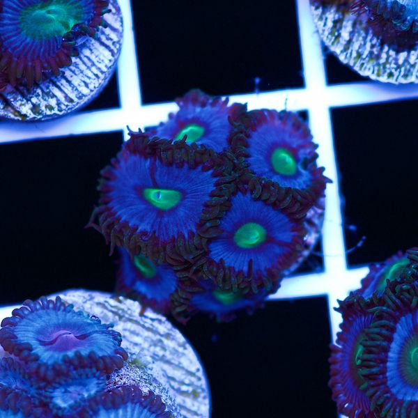 Halloween Vice Zoa #32