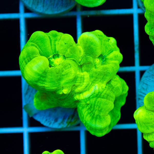 Halloween Nuclear Green Caulastrea #5