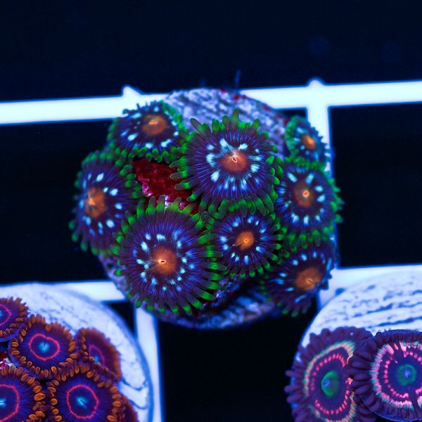 Halloween JF Stargazer Zoanthids #1