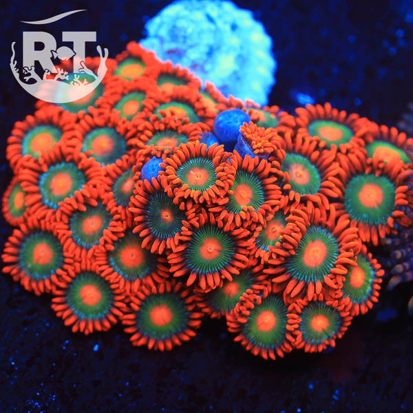 Gatorade-Zoas_600x600.jpg