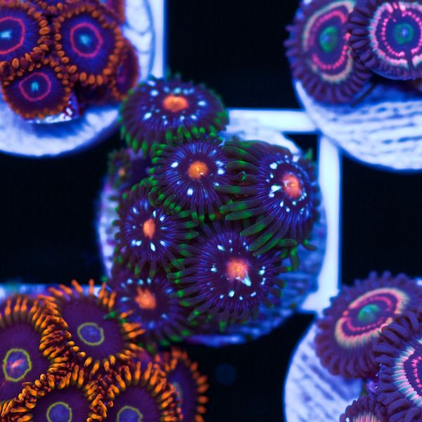 Halloween JF Stargazer Zoanthids #2