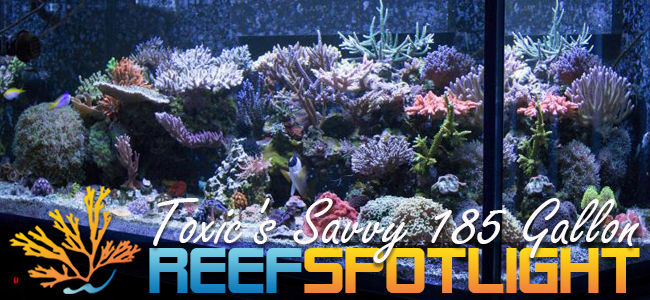Reef-Spotlight-Mag-Featured-Image.jpg