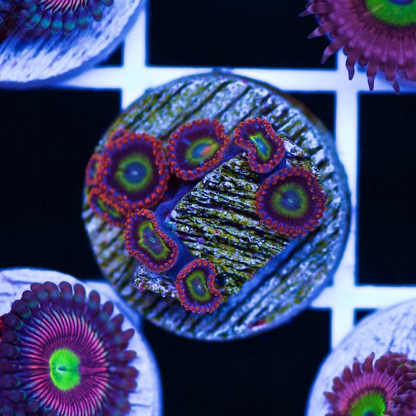 Halloween OG Circus Zoas #1