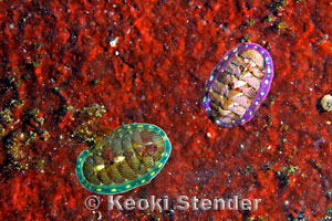 tonicella-lineata-pair.jpg