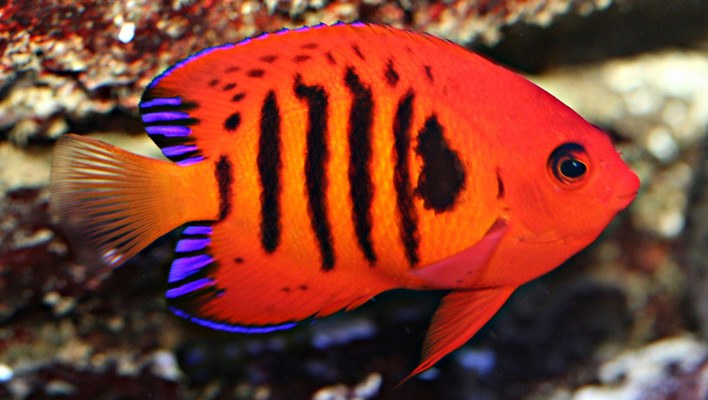 flame-angelfish.jpg.04a10023fd6f3683d6e3e7ebc79b144f.jpg