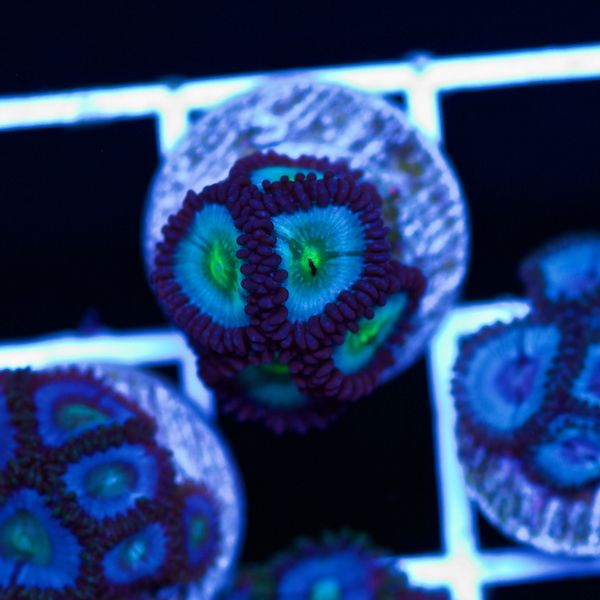 Halloween Vice Zoa #21