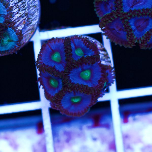 Halloween Vice Zoa #50