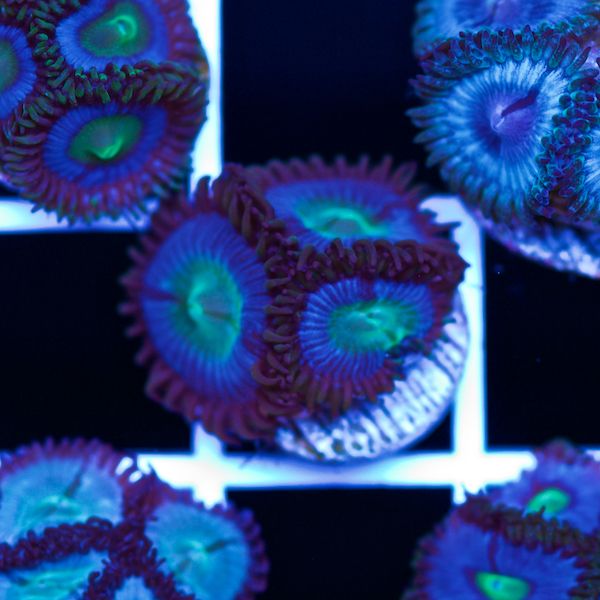 Halloween Vice Zoa #47