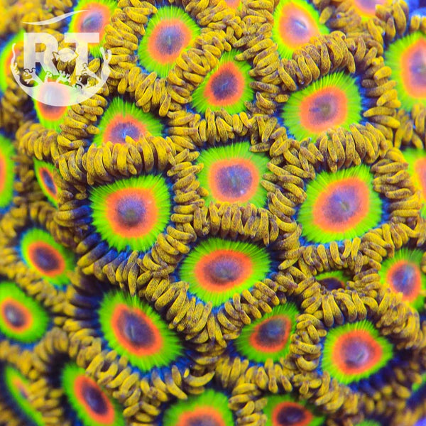 Rasta-Zoa_600x600.jpg