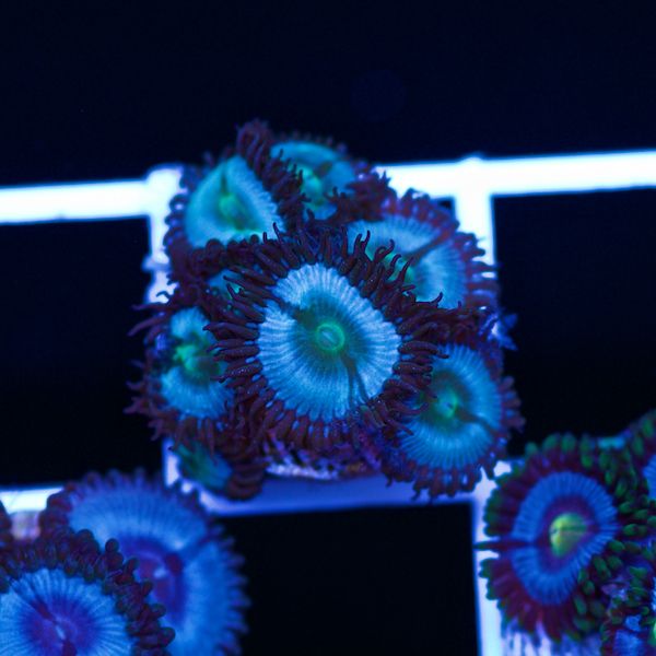 Halloween Vice Zoa #4