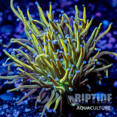 Riptideaquaculture -9981.jpg