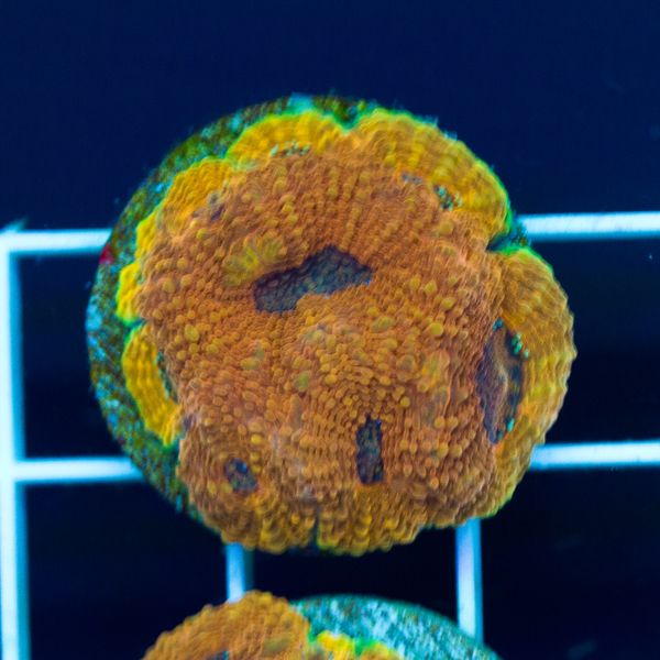 Halloween Orange Crush Acan Echinata #1