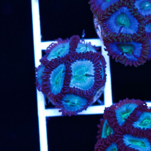 Halloween Vice Zoa #37