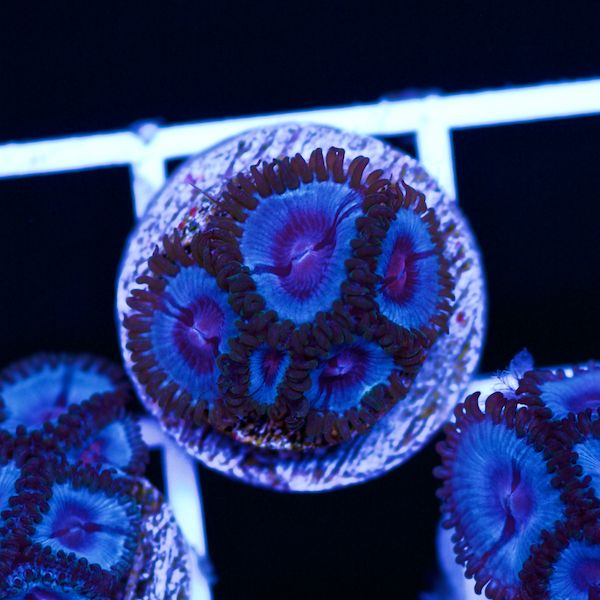 Halloween Vice Zoa #57