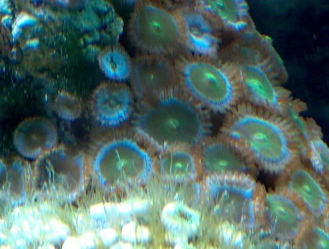 Zoa-GSDPE-03-white-120706.jpg