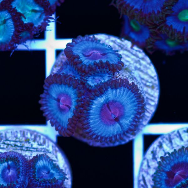 Halloween Vice Zoa #51