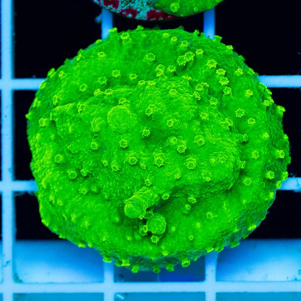 Halloween Nuclear Green Cyphastrea #1