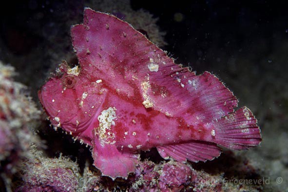 MKA-19%20Leaf%20scorpionfish,%20Taenianotus%20triacanthus.jpg