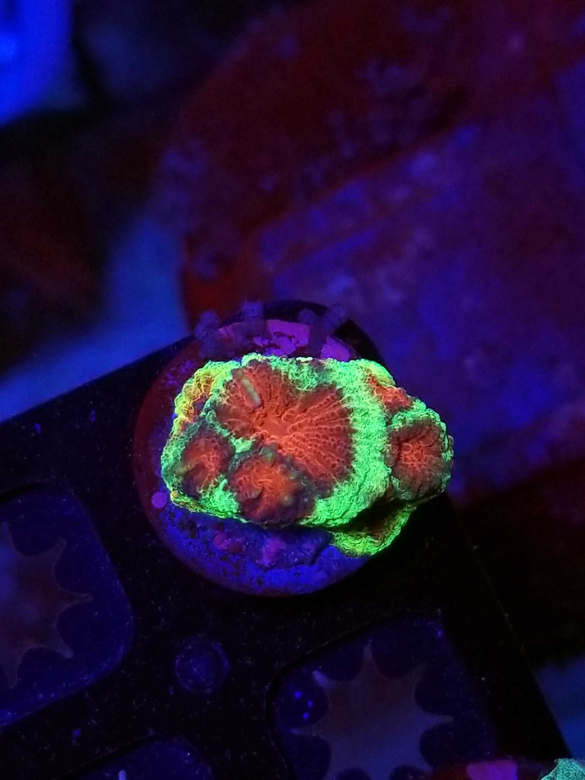 sbbcorals.com