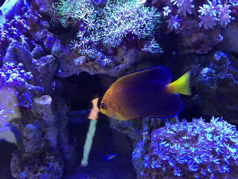 reefbuilders.com