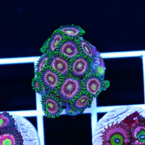 Halloween CC Raspberry Lime Zoas