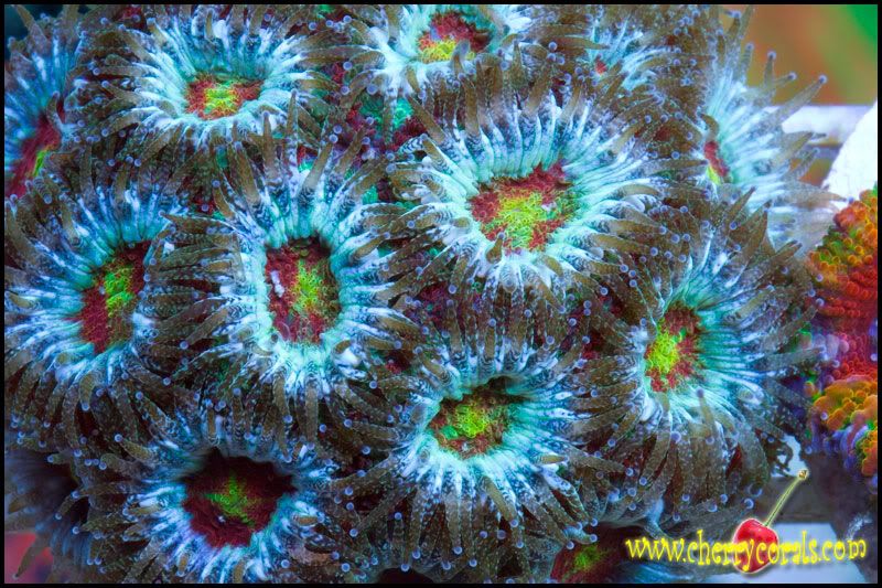 coral-7.jpg