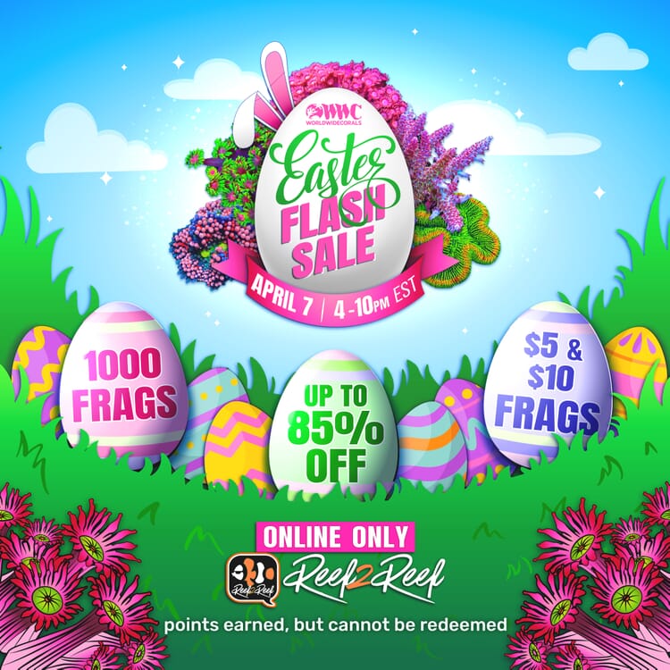 EASTER_Flash_Sale_2023.jpg