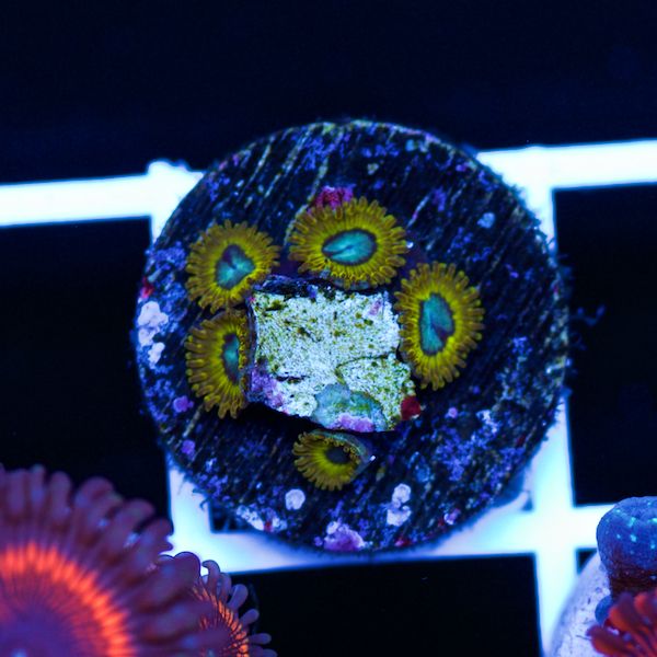 Halloween Pikachu Zoas #1