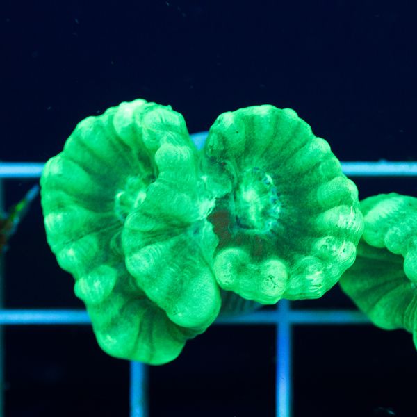 Halloween Minty Green Caulastrea #4