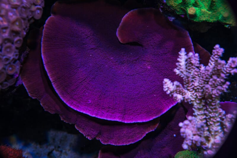 Vivids_Purple_Montipora_Cap_01171-SM.jpg