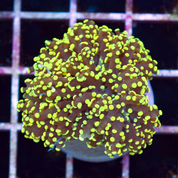 newcoral2743.jpg