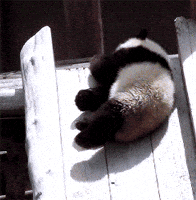 sliding panda bear GIF