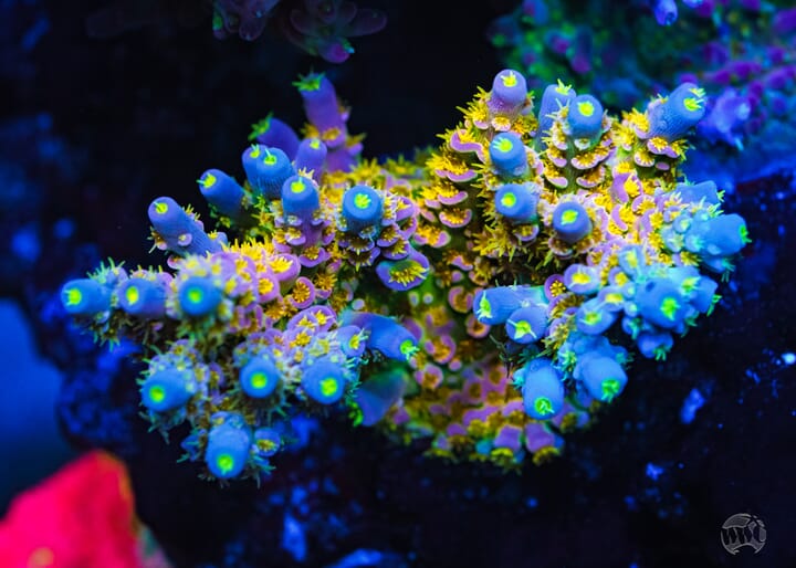 Walt_Disney_Tenuis_Acropora_07600-SM.jpg