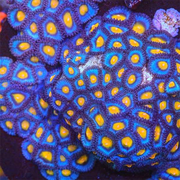 AOI-Zoas_600x600.jpg