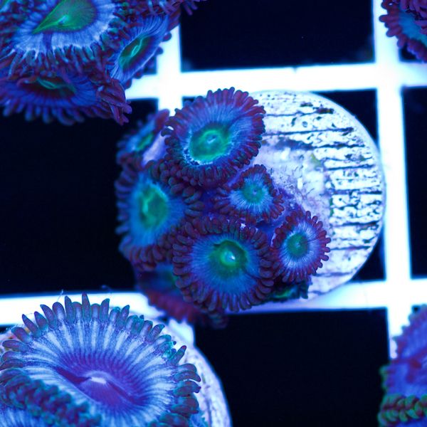 Halloween Vice Zoa #40