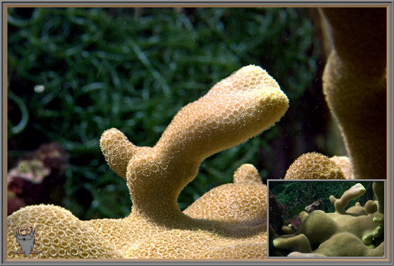 yellowtail_porites.jpg