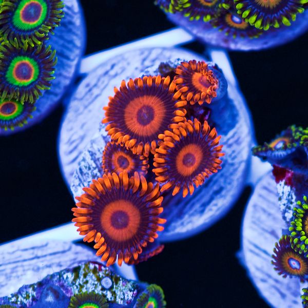 Halloween Orange Hornet Zoas #2