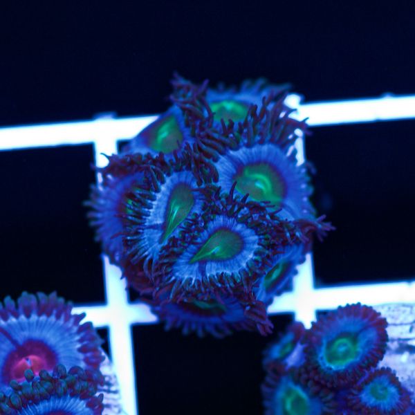 Halloween Vice Zoa #10