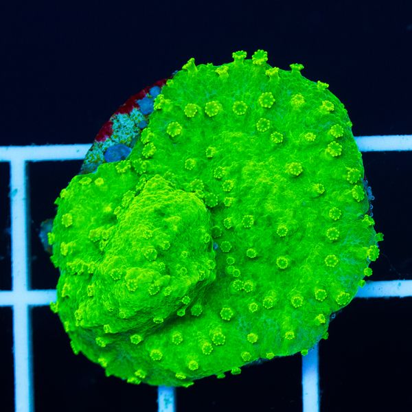 Halloween Nuclear Green Cyphastrea #3