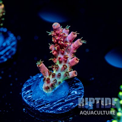 Riptideaquaculture -9486.jpg