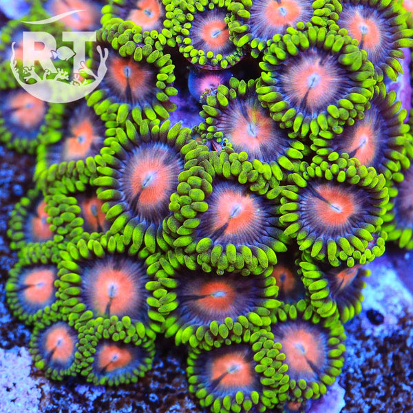 Kiwi-Smash-Zoas_600x600.jpg