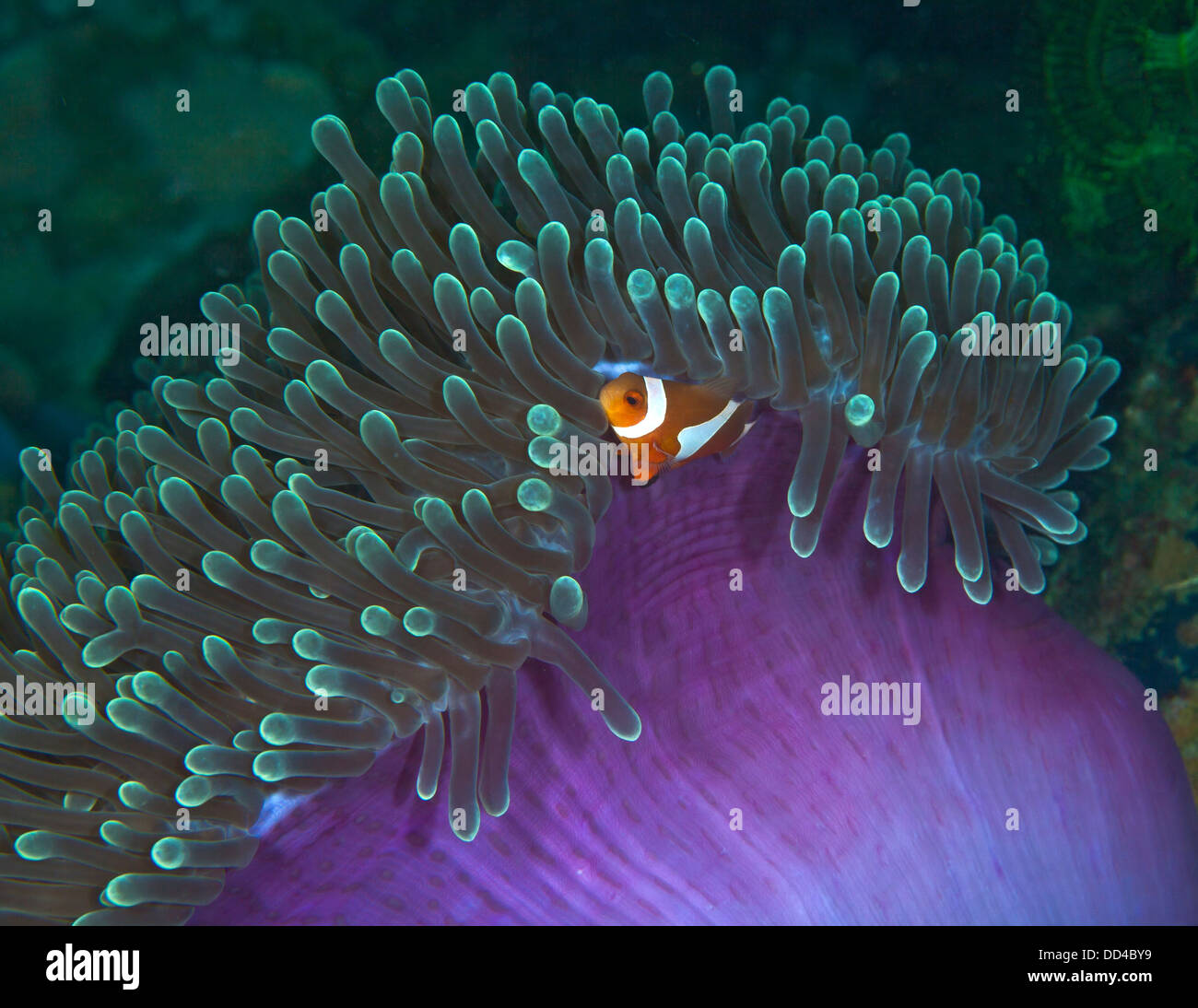 false-clownfish-nestling-in-purple-green-anemone-DD4BY9.jpg