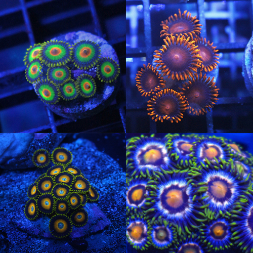 frag pack 4 zoas.jpg