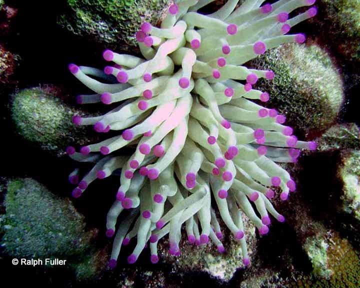 Anemone-Bon-0716.jpg-c-cr.jpg