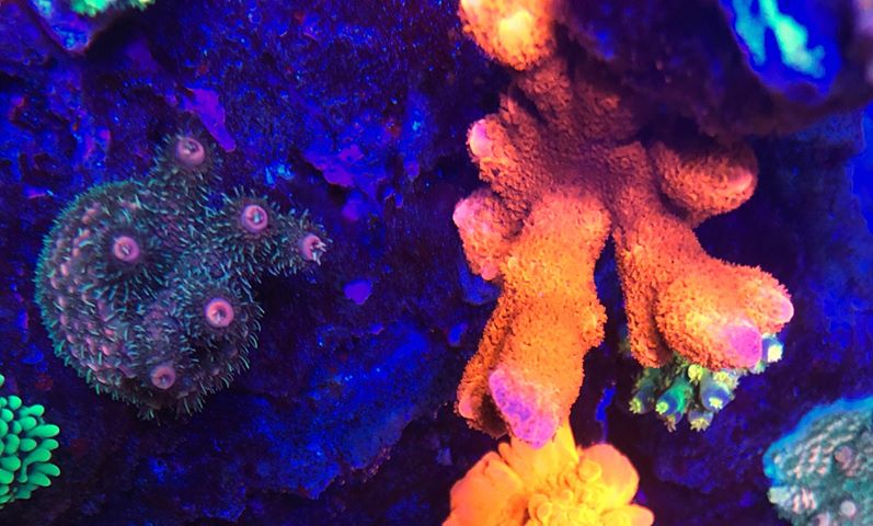 most-colorful-corals-for-a-saltwater-tank21.jpg