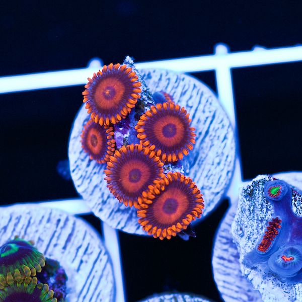 Halloween Orange Hornet Zoas #3